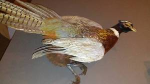 lot 697 image: Taxidermized Pheasant