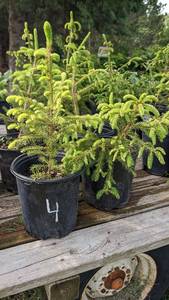 1.5 - 2 foot Norway Spruce, Lot of 2
