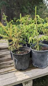 1.5 - 2 foot Norway Spruce, Lot of 2