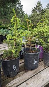 1.5 - 2 foot Norway Spruce