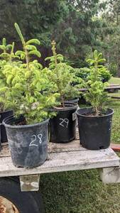 1.5 - 2 foot Norway Spruce