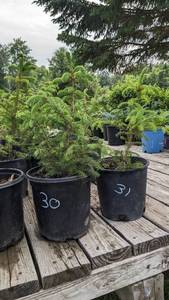 1.5 - 2 foot Norway Spruce