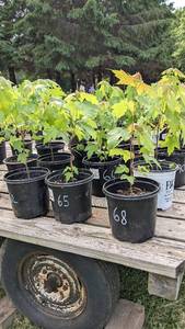 1 - 1.5 foot Autumn Blaze Maple