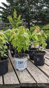 1 - 1.5 foot Autumn Blaze Maple