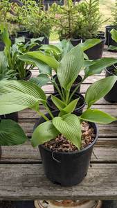 2 gallon Montana Hosta seedling