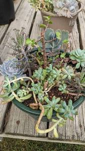 1.5 gallon succulent bowl