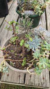 1.5 gallon succulent bowl