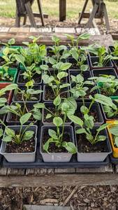 Purple Coneflower, flat of 32-36 plants in 3 pots