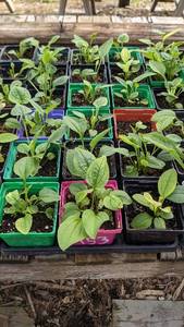 Purple Coneflower, flat of 32-36 plants in 3 pots