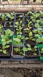 Purple Coneflower, flat of 32-36 plants in 3 pots