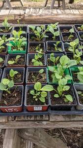 Purple Coneflower, flat of 32-36 plants in 3 pots