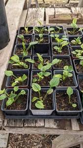Purple Coneflower, flat of 32-36 plants in 3 pots