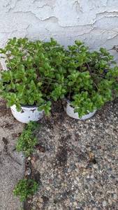 1 gallon Golden Carpet Sedum groundcover