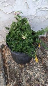 1 gallon Pink Yarrow