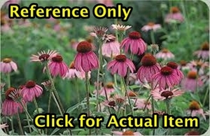 Purple Coneflower, flat of 32-36 plants in 3 pots