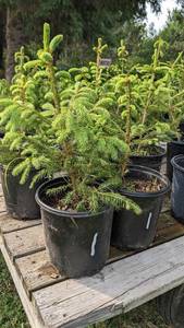 1.5 - 2 foot Norway Spruce, Lot of 2