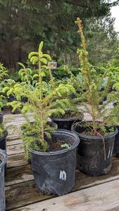 1.5 - 2 foot Norway Spruce