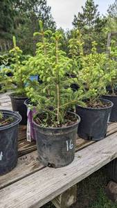 1.5 - 2 foot Norway Spruce