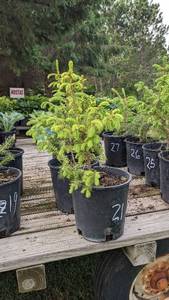 1.5 - 2 foot Norway Spruce