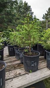 1.5 - 2 foot Norway Spruce