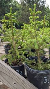 1.5 - 2 foot Norway Spruce