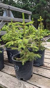 1.5 - 2 foot Norway Spruce
