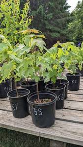 1 - 1.5 foot Autumn Blaze Maple