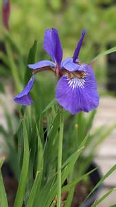 2 gallon Purple Siberian Iris