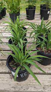 1.5 gallon Purple color Daylily
