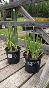 1.5 gallon Winter Onion