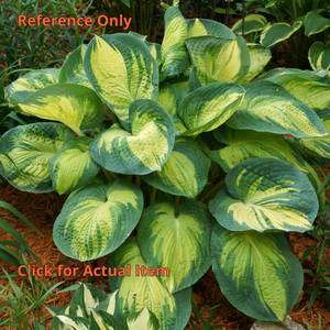 2 Gallon Great Expectations Hosta