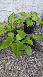 1 gallon Paradigm Hosta