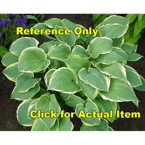 2 gallon Fringe Benefit Hosta