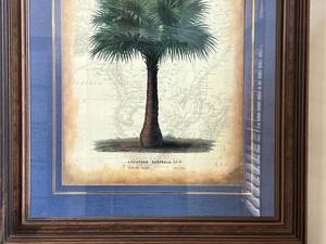 lot 2 image: Livistena Australis Framed Print