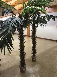 lot 112 image: Lot of 2 Decorative Palm Trees - Approx. 7 Tall