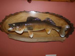 Walleye mount