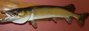 Northern Pike mount