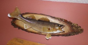 walleye mount