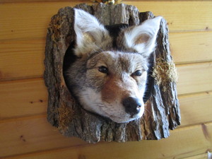 Coyote Mount