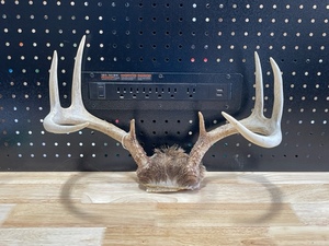 Deer Antlers