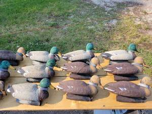 lot 97 image: Northern Flight Mallard Decoys (12) wWeights