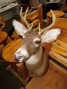 lot 21 image: White Tail Deer Mount