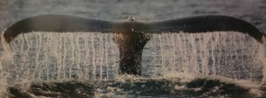 lot 76 image: Amazing Fine Art Naturalist Print - Whale