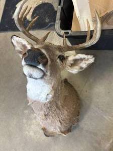 lot 50 image: 10 Point Deer Mount
