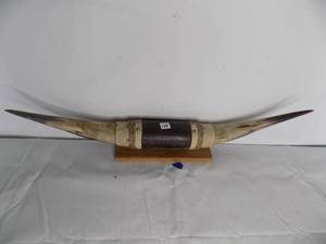 lot 168 image: Steer horns - Wall hanger
