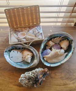 Collection Of Seashells