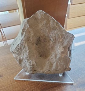 Fossil With Stand