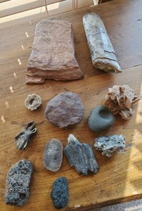 Collection Of Fossils, Petrified Items, And Rocks