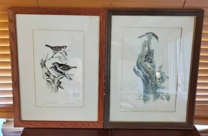 Two Old Framed Bird Prints