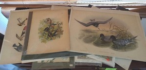 Collection Of Unframed Bird Art